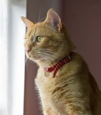 Pendentif Biorésonance