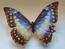 Entomologie Morpho cypris