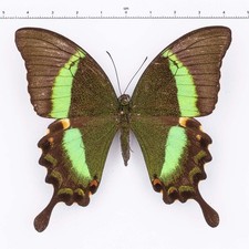 ENTOMOLOGIE-Papilio Papilio