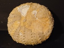 Oursin fossile Phymosoma