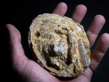 Bloc Fos-sile Massif –