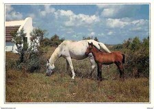 Animaux - Chevaux - Camargue -