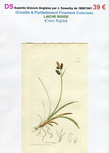 Xix ème laîche rigide - -,