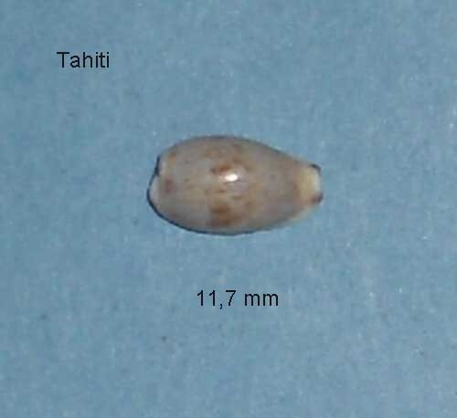 Cypraea fimbriata - cypraea,