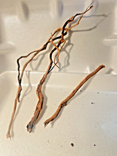 4 racines araignée 15/22cm