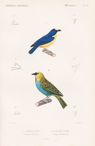 Tangara violacea - tangara,