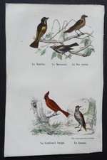 BUFFON début 19ème - Gravure