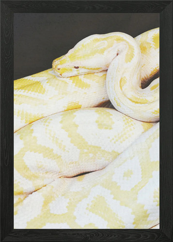 Albino python framed - albino,