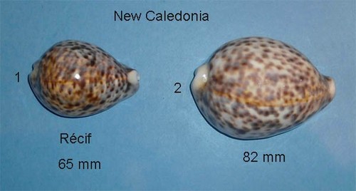 Cypraea tigris new - ,