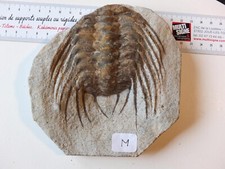 Selenopeltis trilobite. Fossil