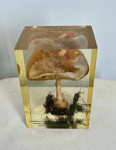 Inclusion résine plexi - plexi, « 