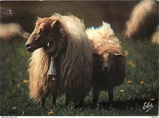 Animaux - Moutons - Moutons dans nos montagnes - Vieille cloche - CPM - Voir Sca