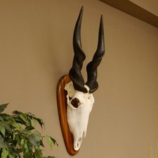 Éland (Taurotragus Oryx)