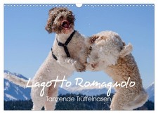 Lagotto Romagnolo nez de truffe dansant (Calendrier mural 2026 DIN A3 horizontal
