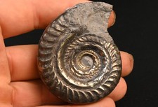 Ammonite Pyritisé Hildoceras