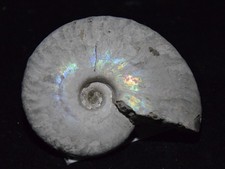 Ammonite Fossile de Madagascar