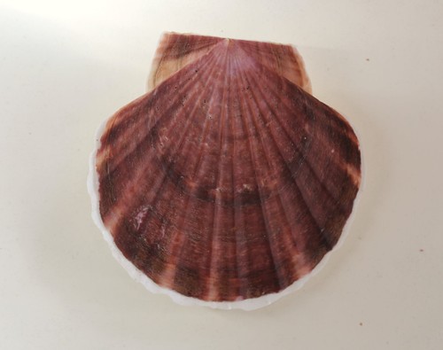 Patinopecten yessoensis