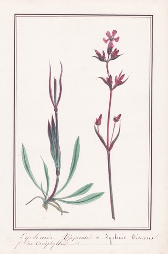 Lychnide lychnis viscaria - lychnis,