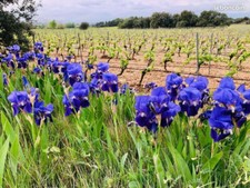 Rhizomes D’iris fleurs d'iris, iris barbus Iris de Sibérie Iris japonais