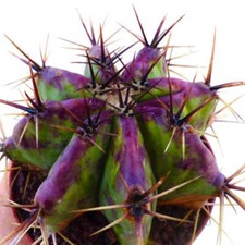 Echinocactus ingens var