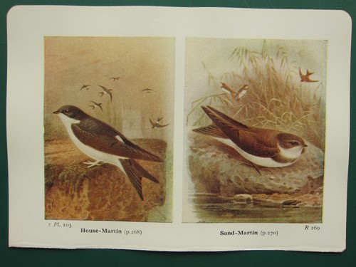 Impression oiseau vintage - vintage, ~