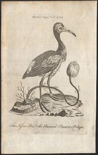 1768 Rare gravure Ibis et