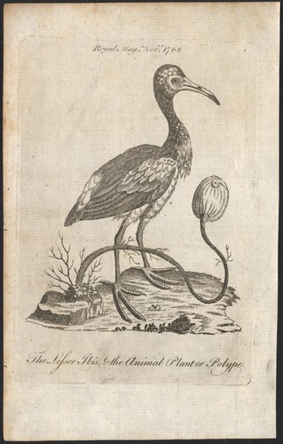 1768 rare gravure - rare, et