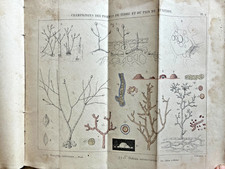 ANSELME PAYEN – Maladies pommes de terre betteraves blés vignes – planches 1853