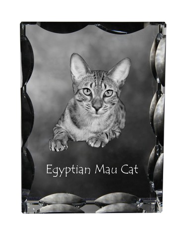 Chat mau égyptien - mau, cadre