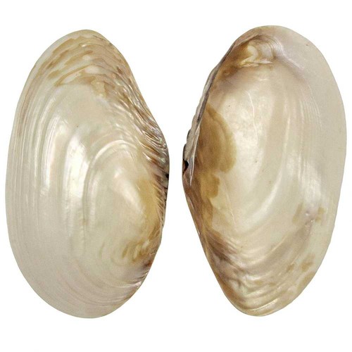 Coquillage moule nacrée - ,