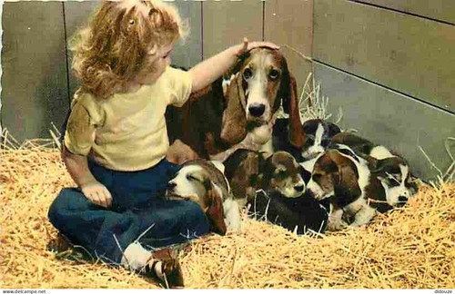 Carte postale animaux - postale,