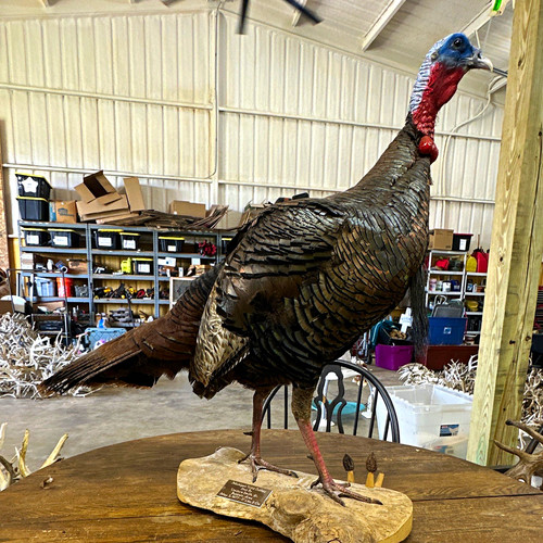 Turkey bird standing - turkey, taxidermy