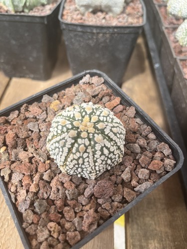 Cactus astrophytum asterias - cactus,