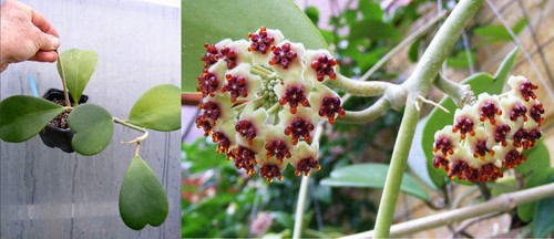 Hoya kerii,