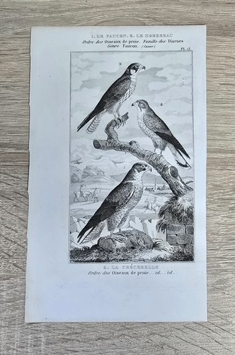Gravure oiseau ancienne - , 19