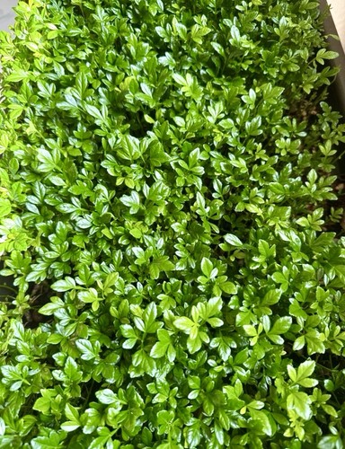 Poncirus trifoliata 40 - 40,