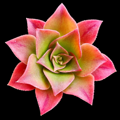 Aeonium webbii seeds - seeds, graines