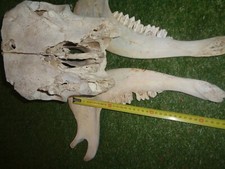 atypique Crâne De Vache assez