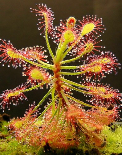 Drosera madagascariensis 10 - drosera,