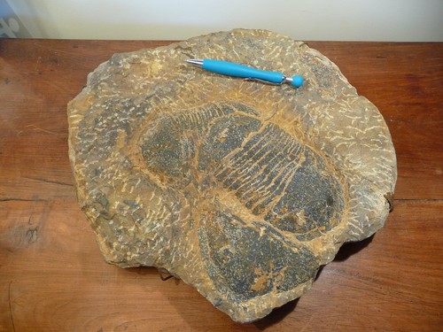 Trilobites fossiles grande - trilobites,