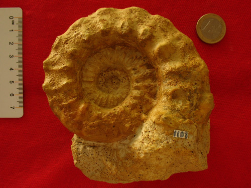 Ammonite callovien - du,
