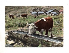 CPSM - 63 - PAYSAGES D AUVERGNE - L Abreuvoir - Vaches - voyagée en 1961