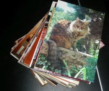 Gros lot de 90 photos représentant des chats- Cats Lovers-Katzen