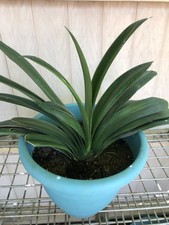 1 Clivia Miniata Bush Lily 15