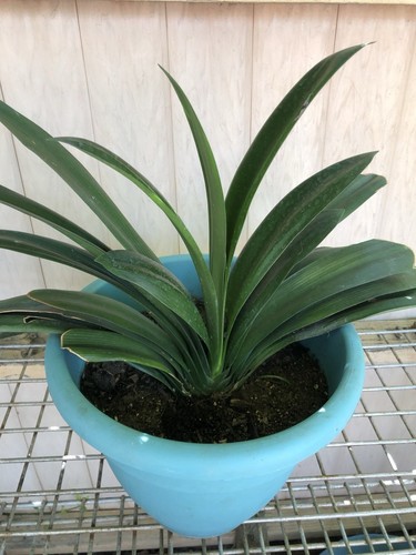 Clivia miniata bush - clivia, 15