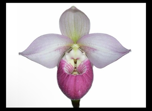 Phragmipedium cardinale pink - cardinale,