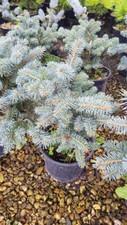 Picea pungens 'Glauca Globosa'