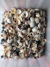 Lot de Coquillages de rivages méditerranéen, plus de 3 kg, Turritelle ,aporrhais