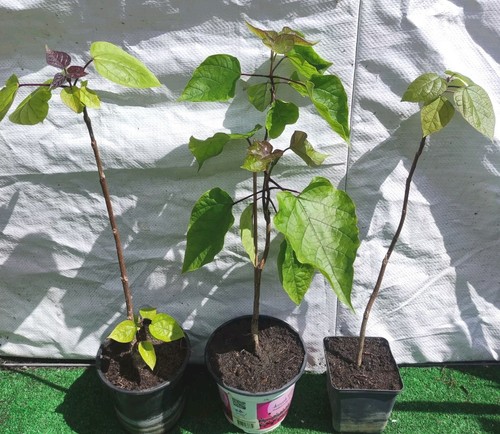 Plant catalpa commun - commun, en