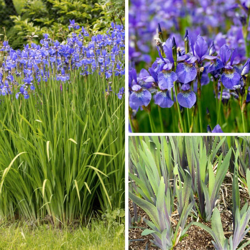 Iris versicolor purple - iris,